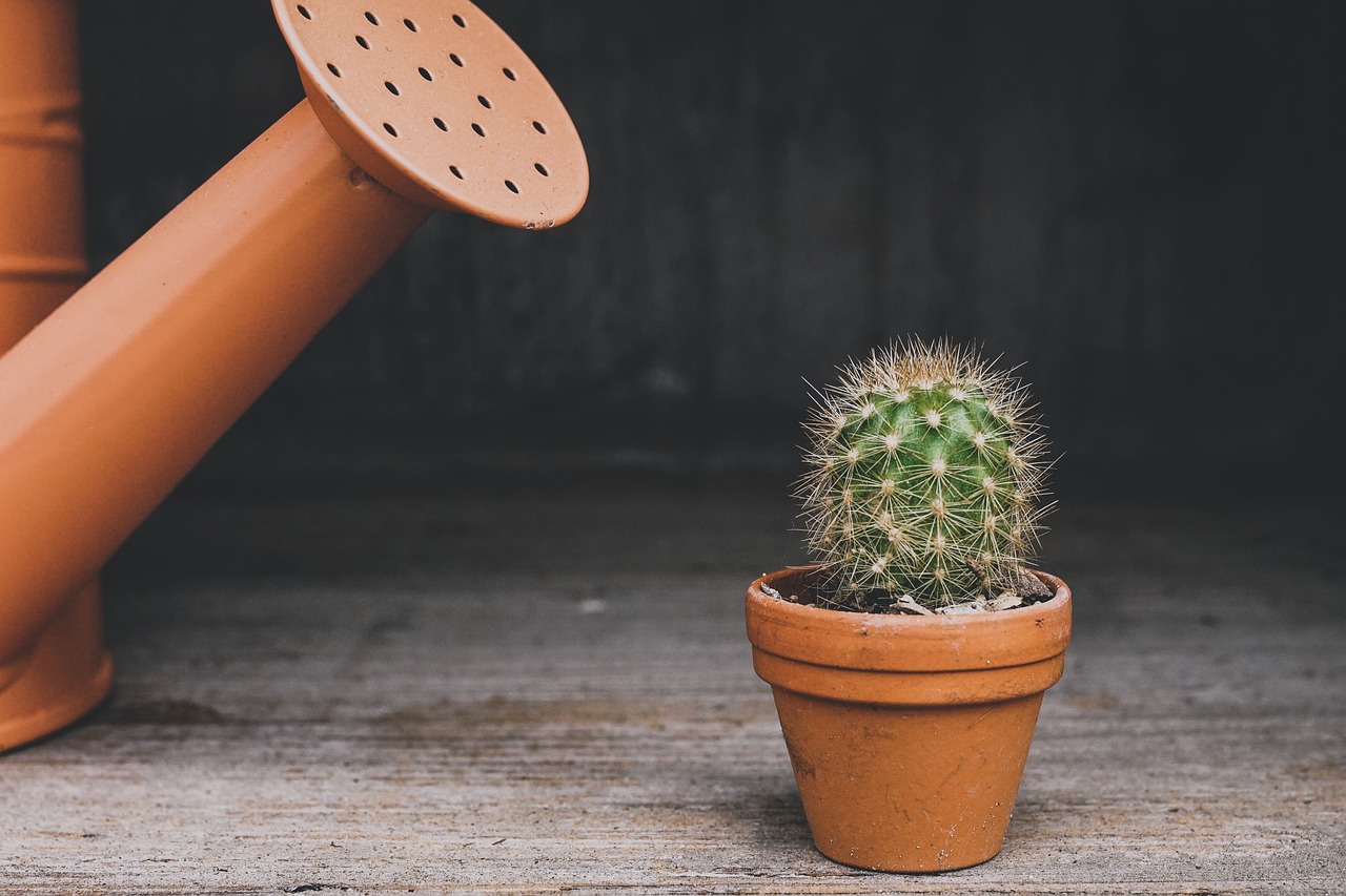 Cacti Care Tips: How to Create Low-Maintenance Displays