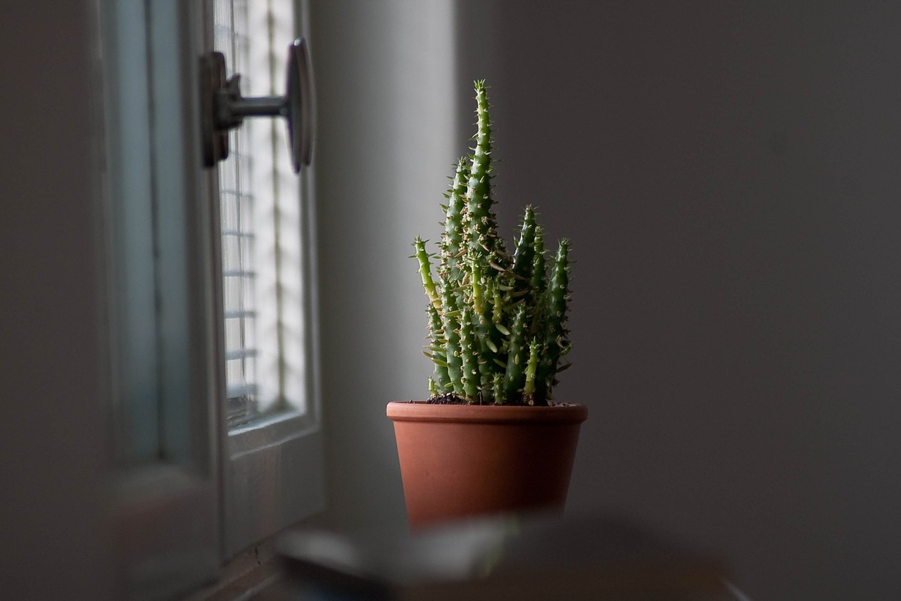 Desert Dreams: Crafting Stunning Succulent and Cactus Displays