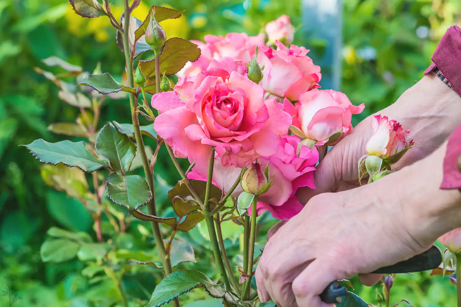 a person's hands holding a bunch of pink roses
