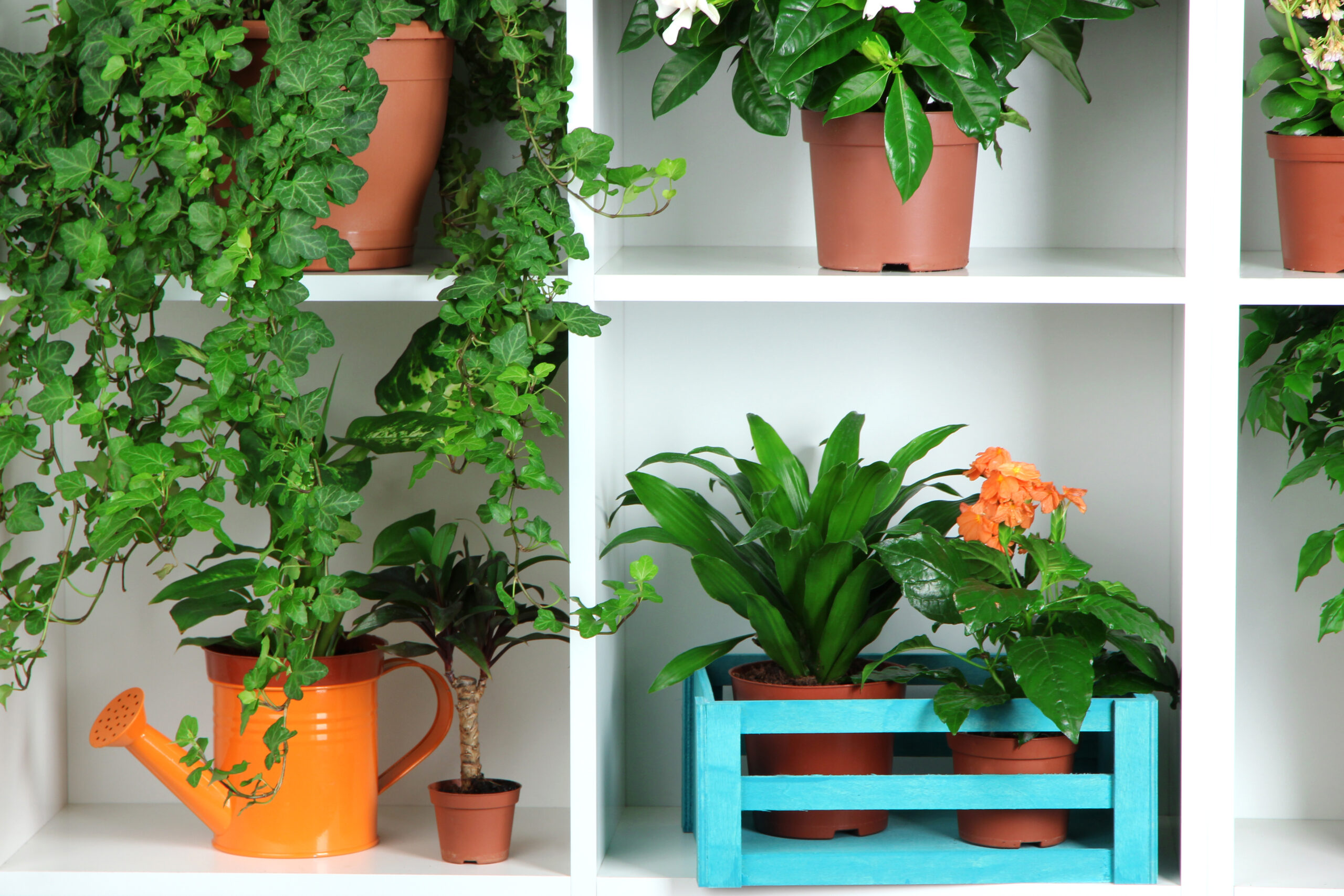 Various wall-mounted plant shelves displayed in a showroom, featuring wooden, metal, and combination designs in various sizes and finishes.