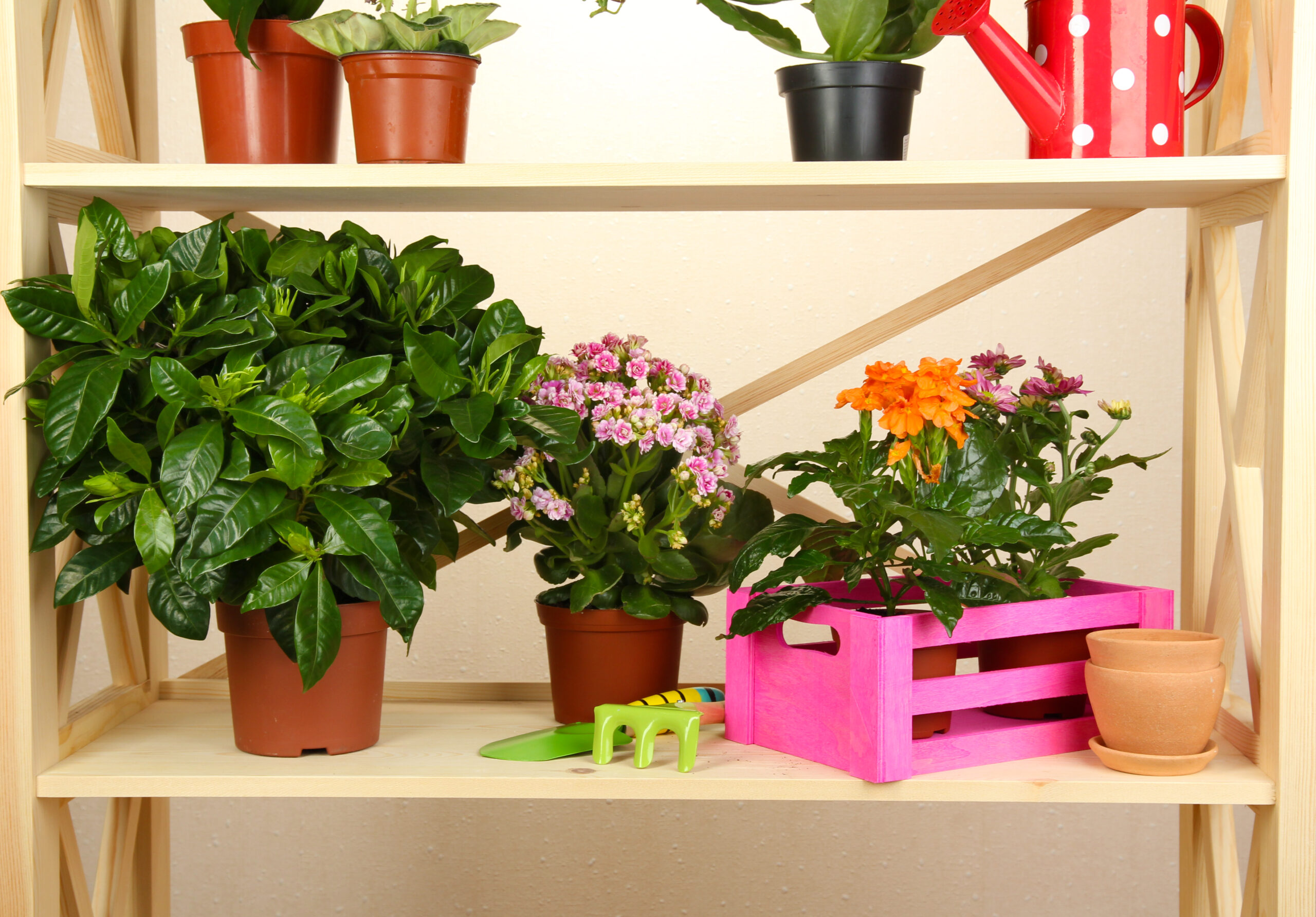 Wooden bookcase repurposed as a plant display with multiple shelves showcasing various plants in decorative pots, highlighting vertical gardening potential