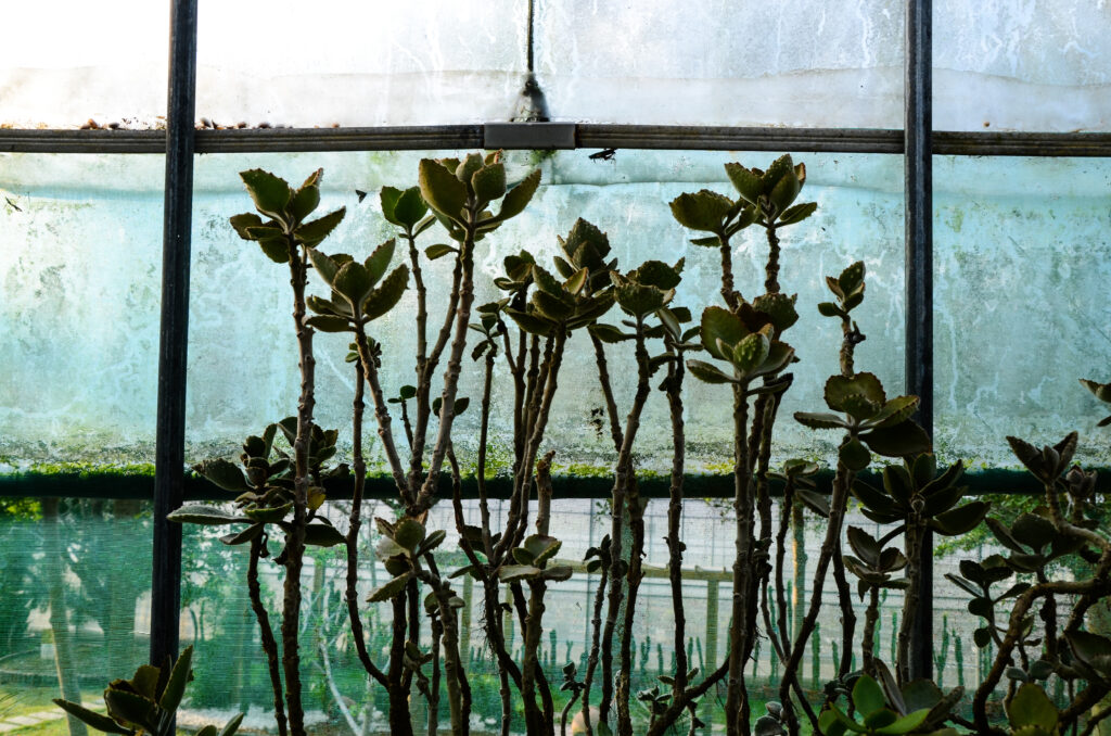 Terrarium with excessive condensation on glass walls and waterlogged soil