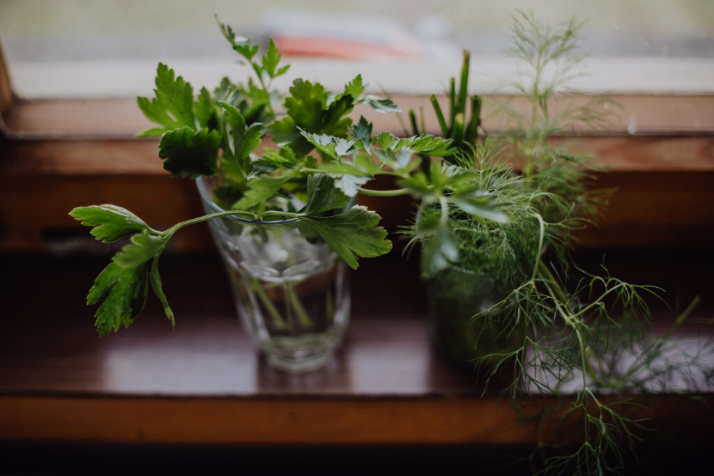 Thyme plant thriving in a sunny windowsill herb garden for everyday cooking.