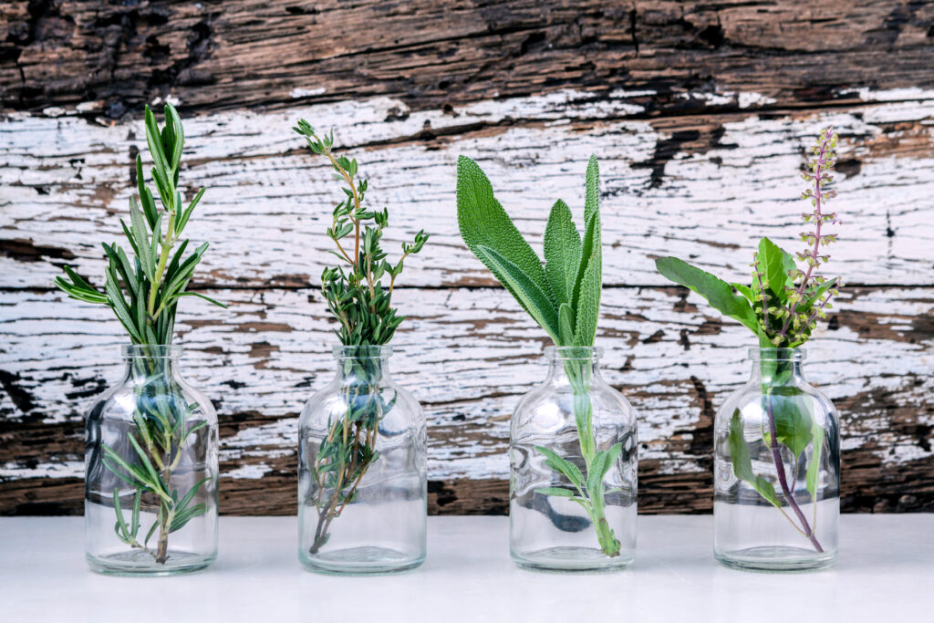 Multiple mason jar herbs growing vibrantly in sunlight.