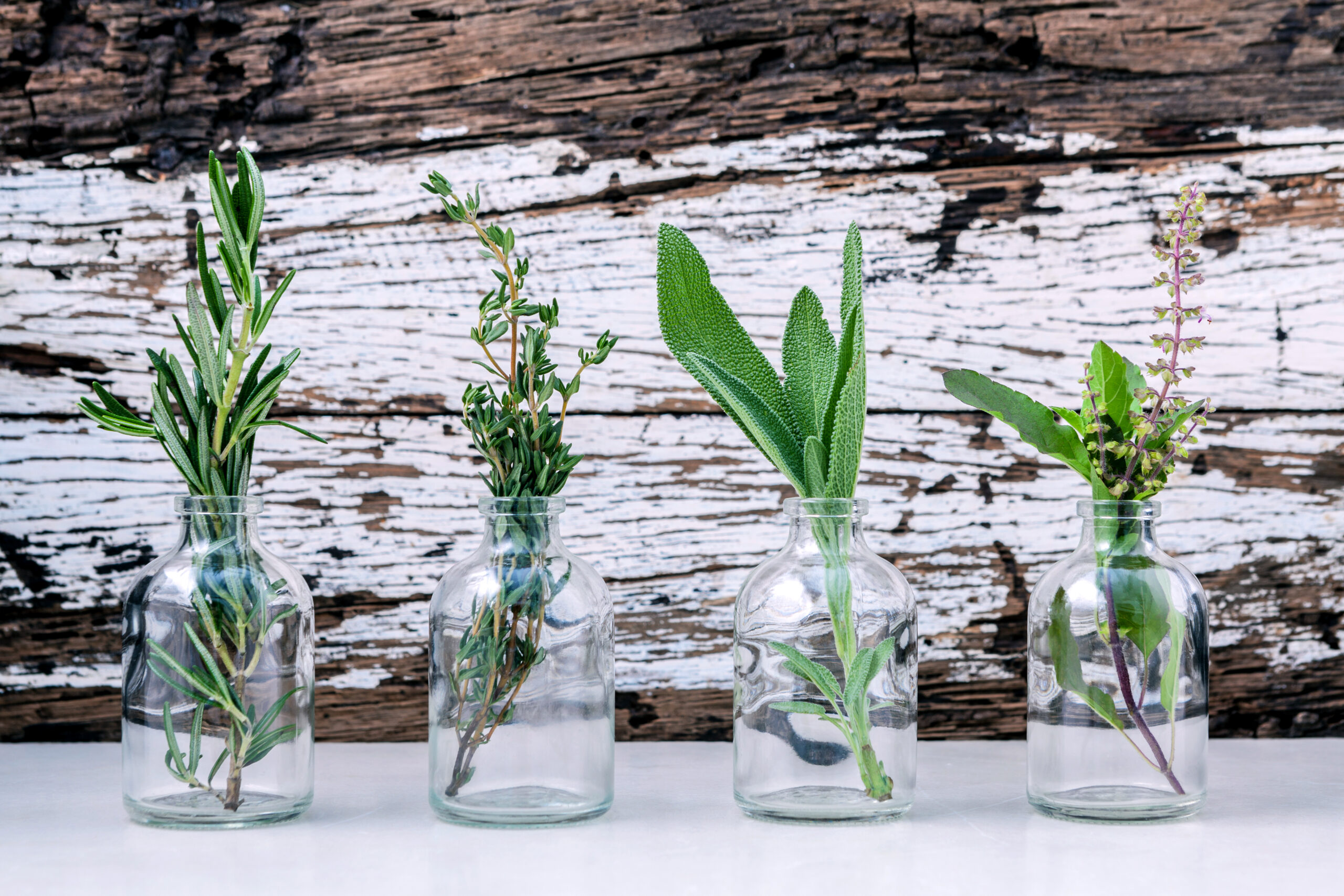 Multiple mason jar herbs growing vibrantly in sunlight.