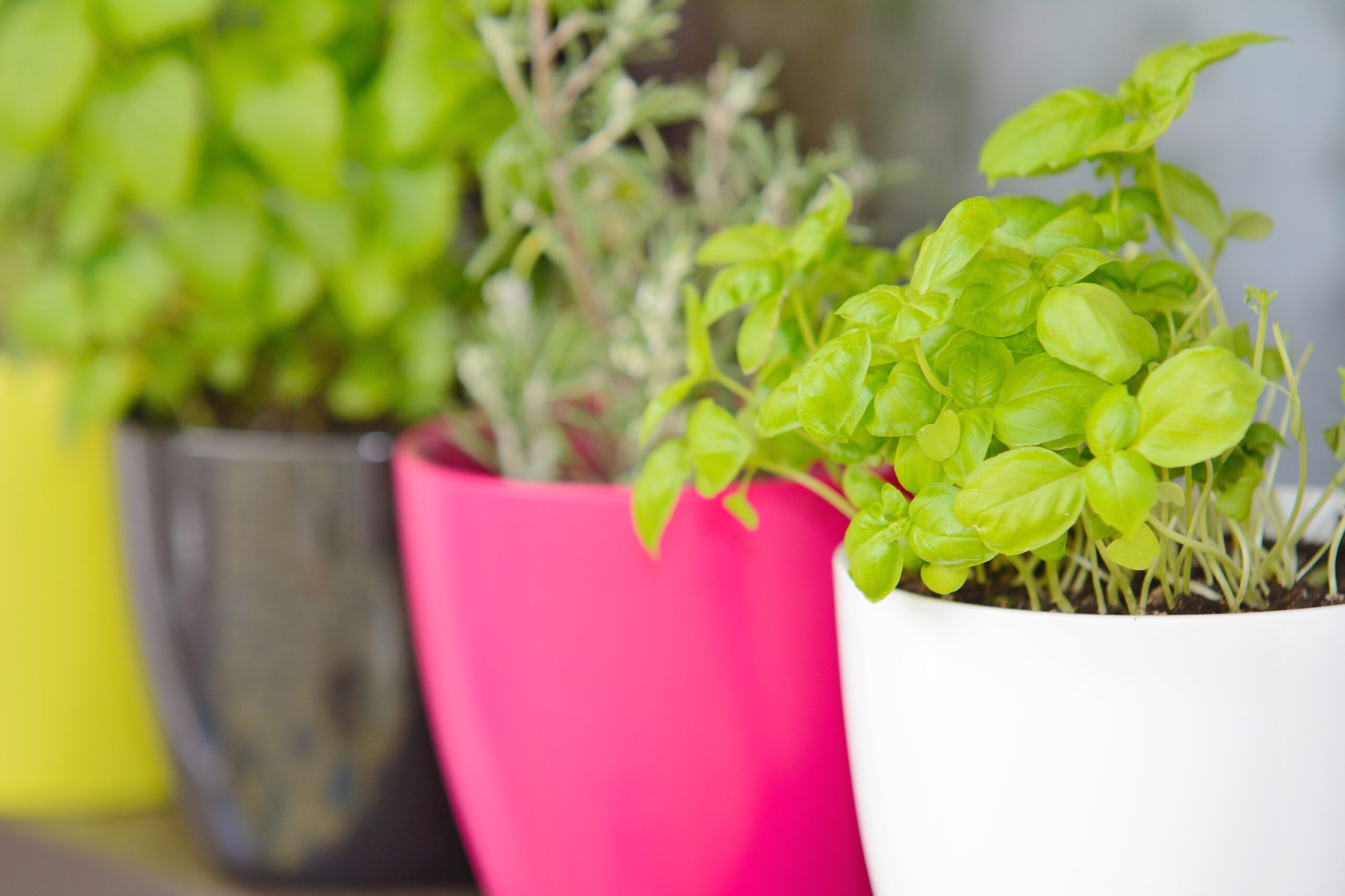 Three potted plants—parsley, chives, and thyme—in a bright windowsill herb garden.