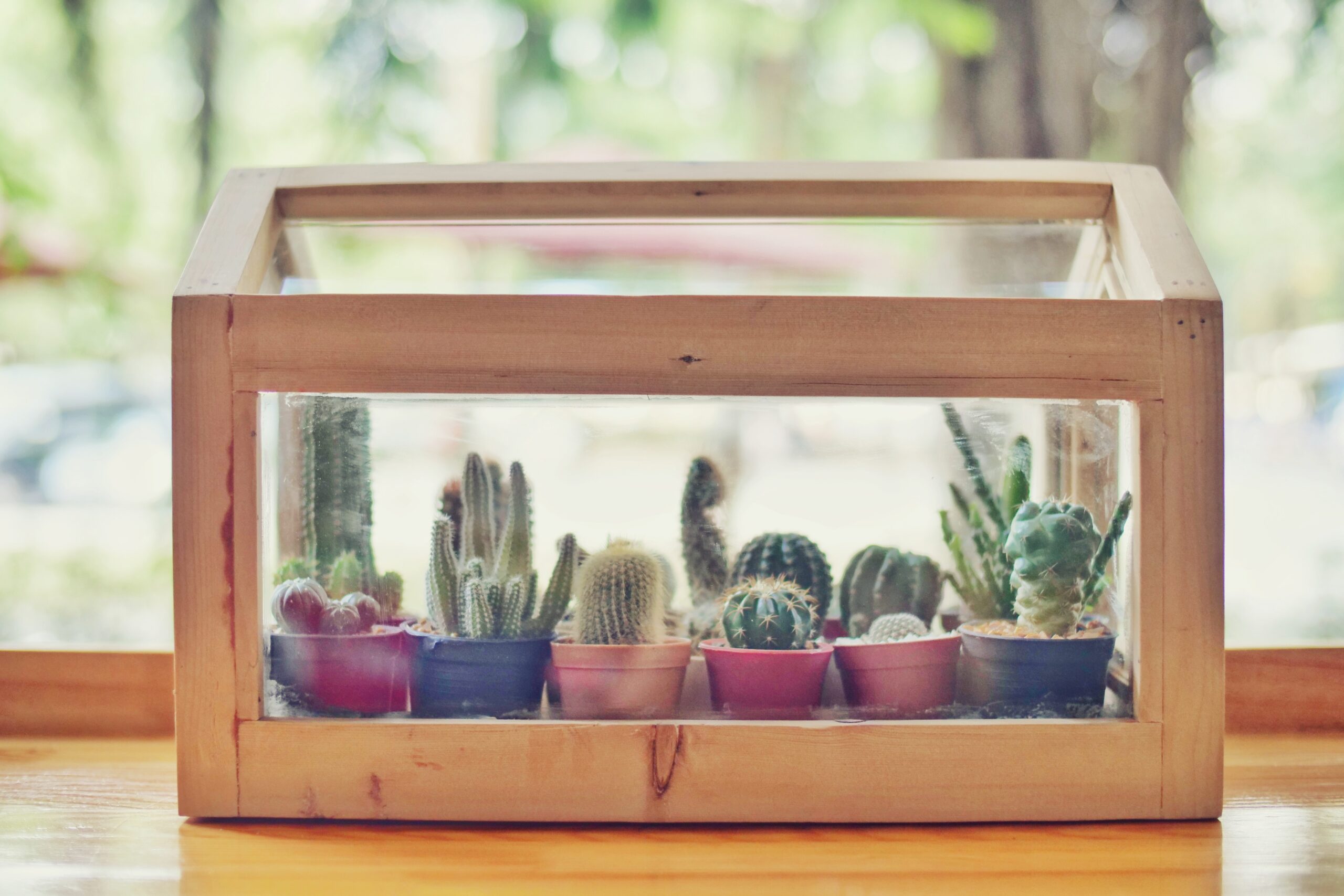Bright living room featuring multiple glass terrariums of varying sizes displayed on wooden shelves and side tables near windows