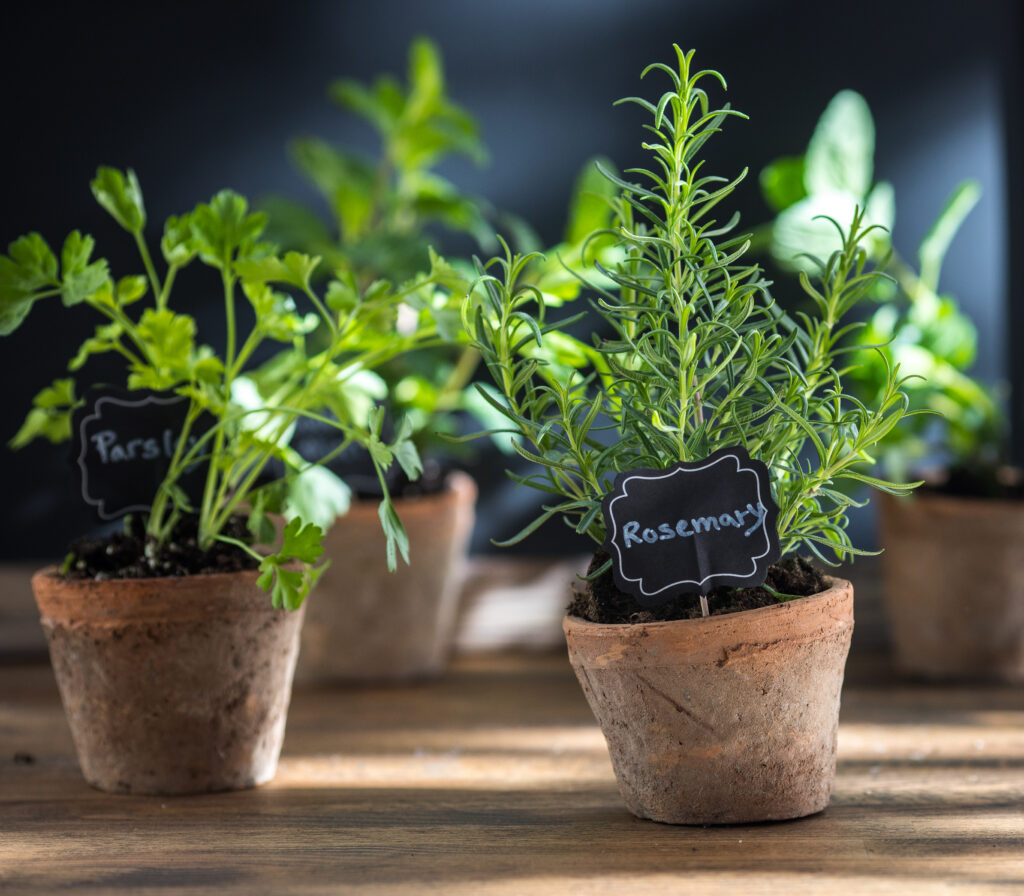 A stylish vertical indoor herb display showcasing multiple herbs in hanging containers.
