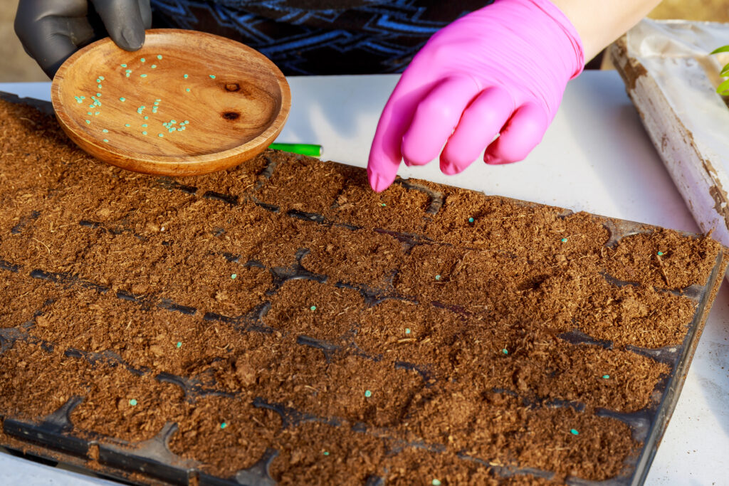 Finished compost from an indoor system used to enrich herb container soil.