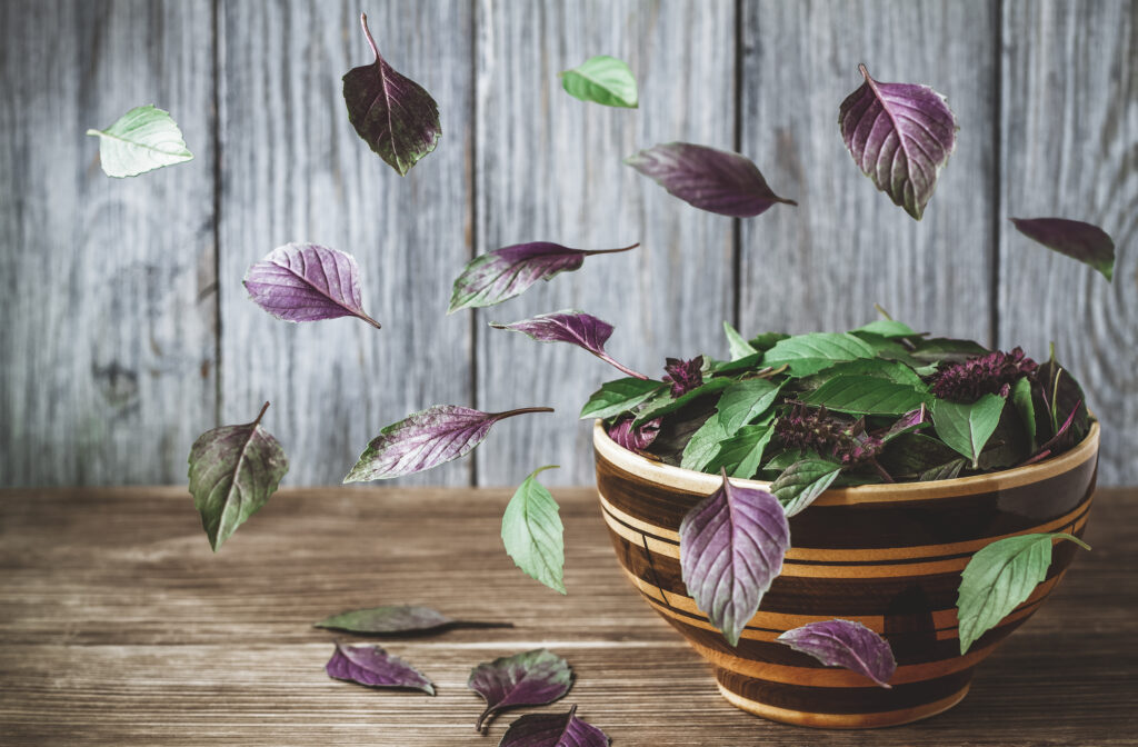 Purple-stemmed Thai basil plant in a black container.