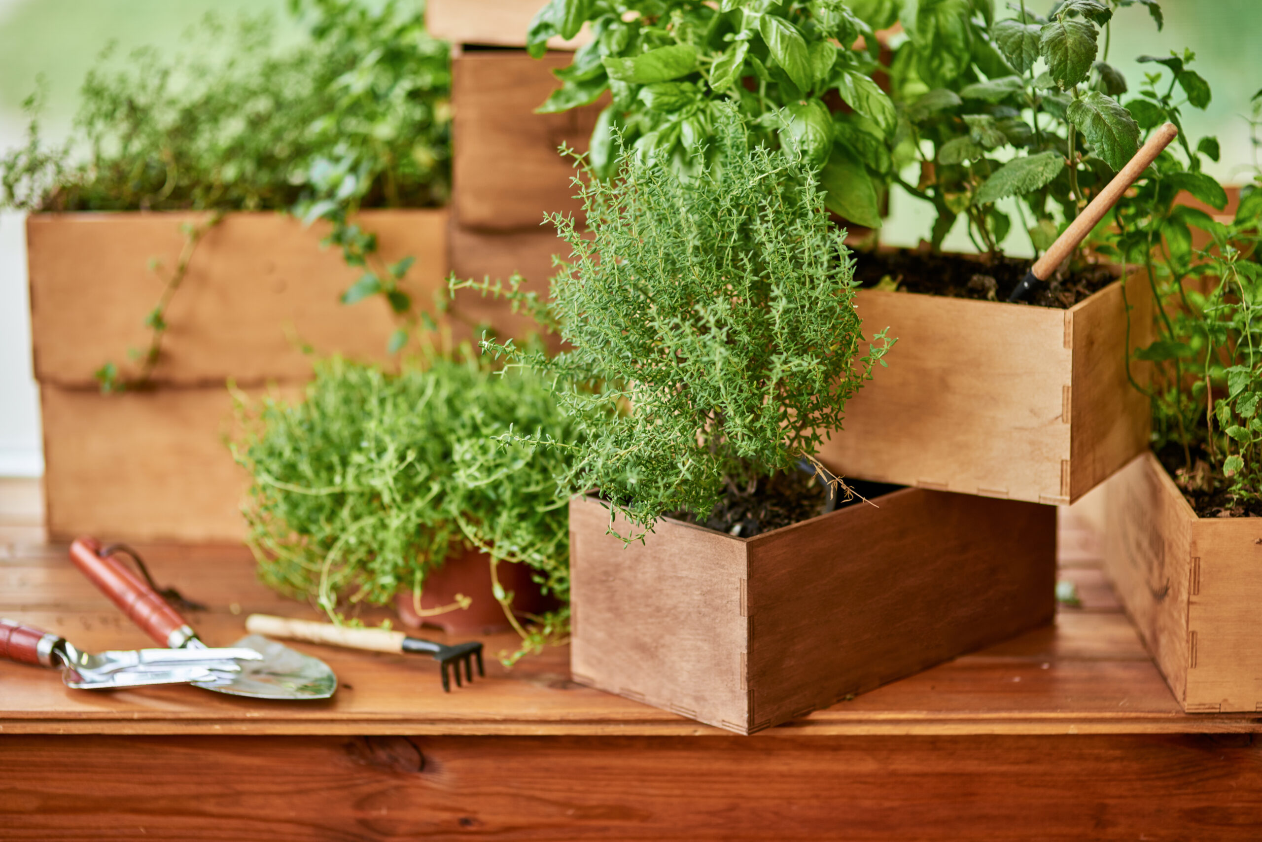 A selection of pots demonstrating herb container hacks for different indoor herb varieties.