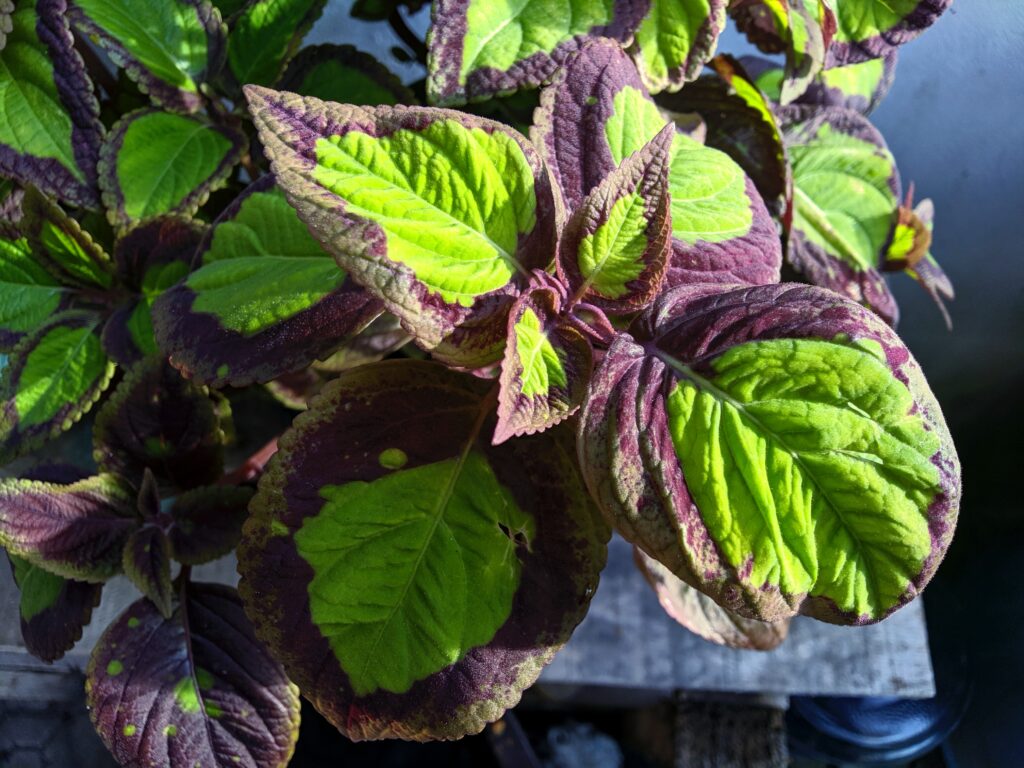 Basil plant leaf with minor pest spots highlighted in an indoor herb garden troubleshooting scenario.