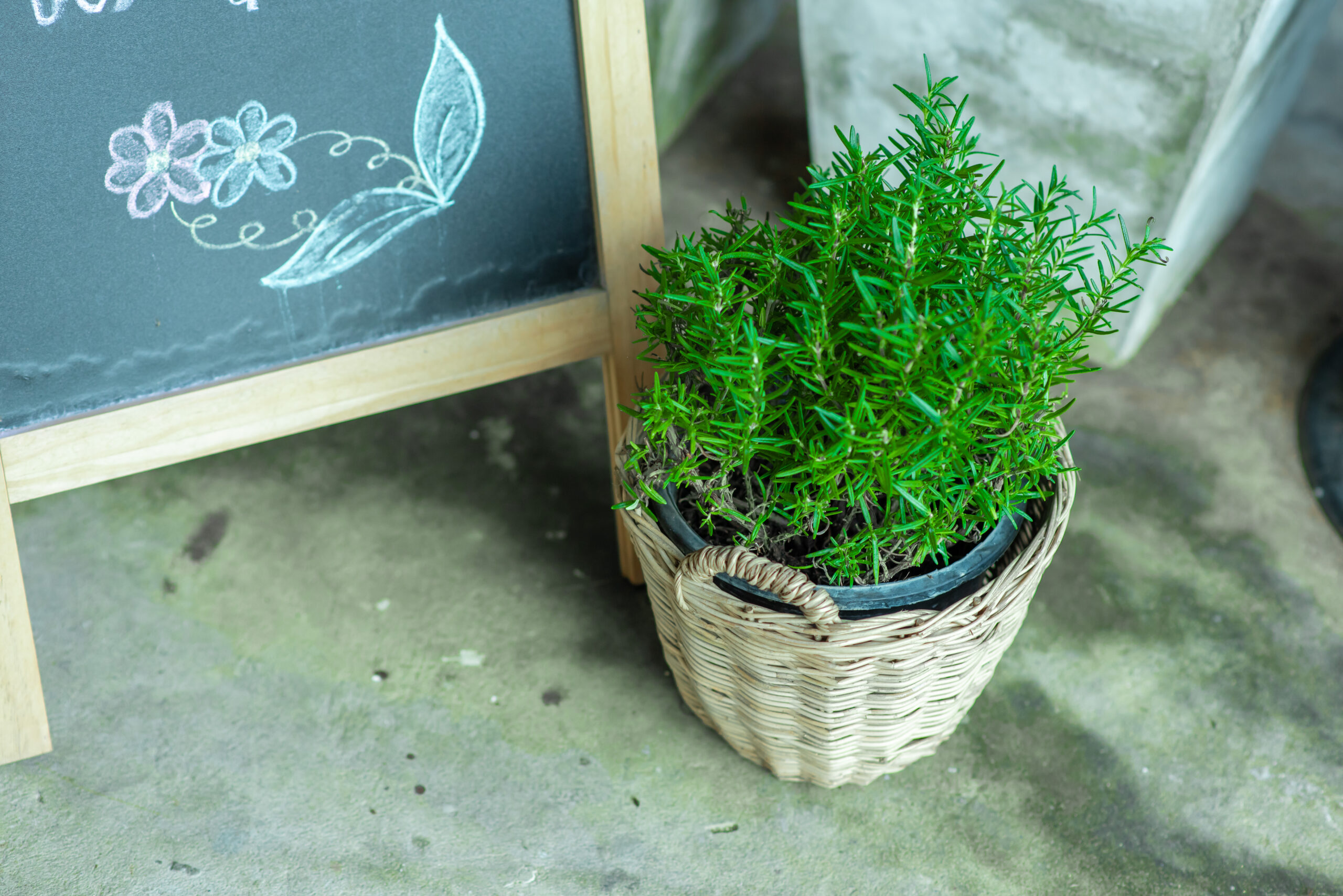 A creative indoor herb display featuring chalkboard labels for easy identification.