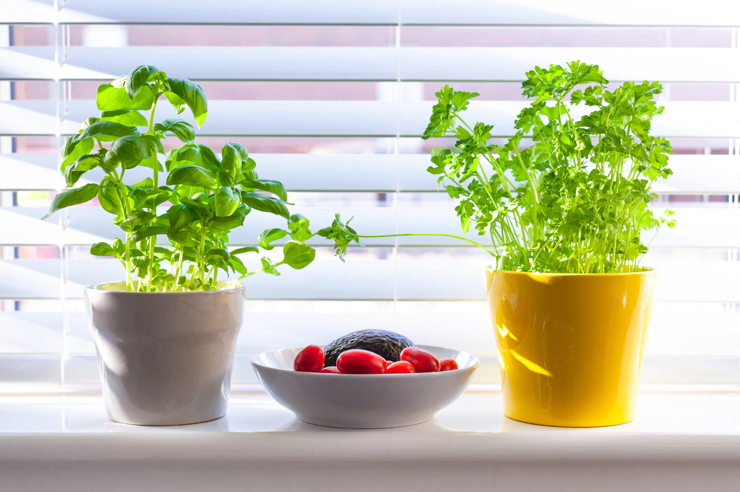 A simple hydroponic herbs setup featuring basil and lettuce in a kitchen environment.