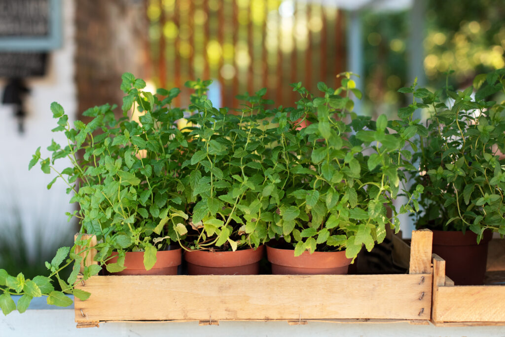 Mint and basil growing robustly in different levels of a vertical herb planter.