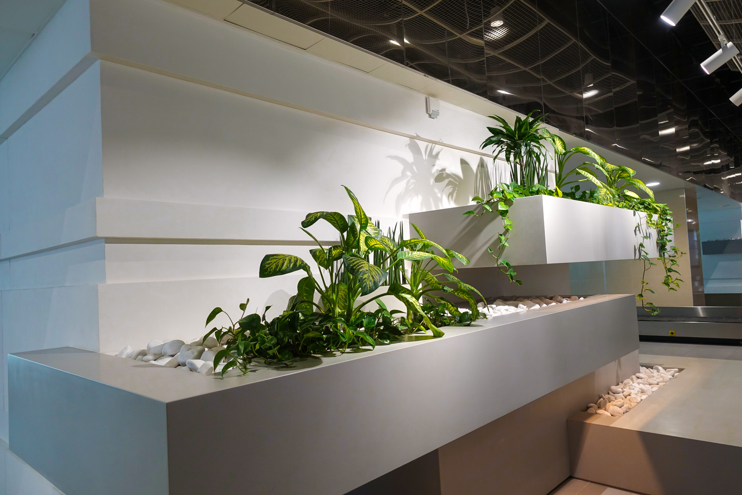 Sleek glass shelving unit with multiple levels displaying an arrangement of architectural plants against a white wall, creating floating effect in a minimalist interior