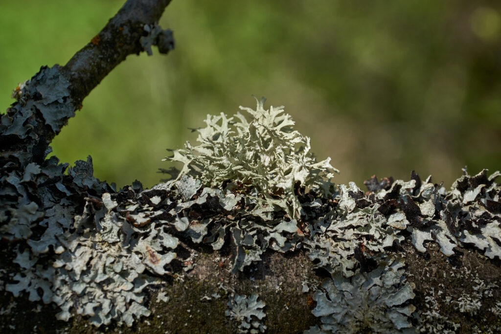 White fuzzy mold growing on dark terrarium soil with small green plants in background