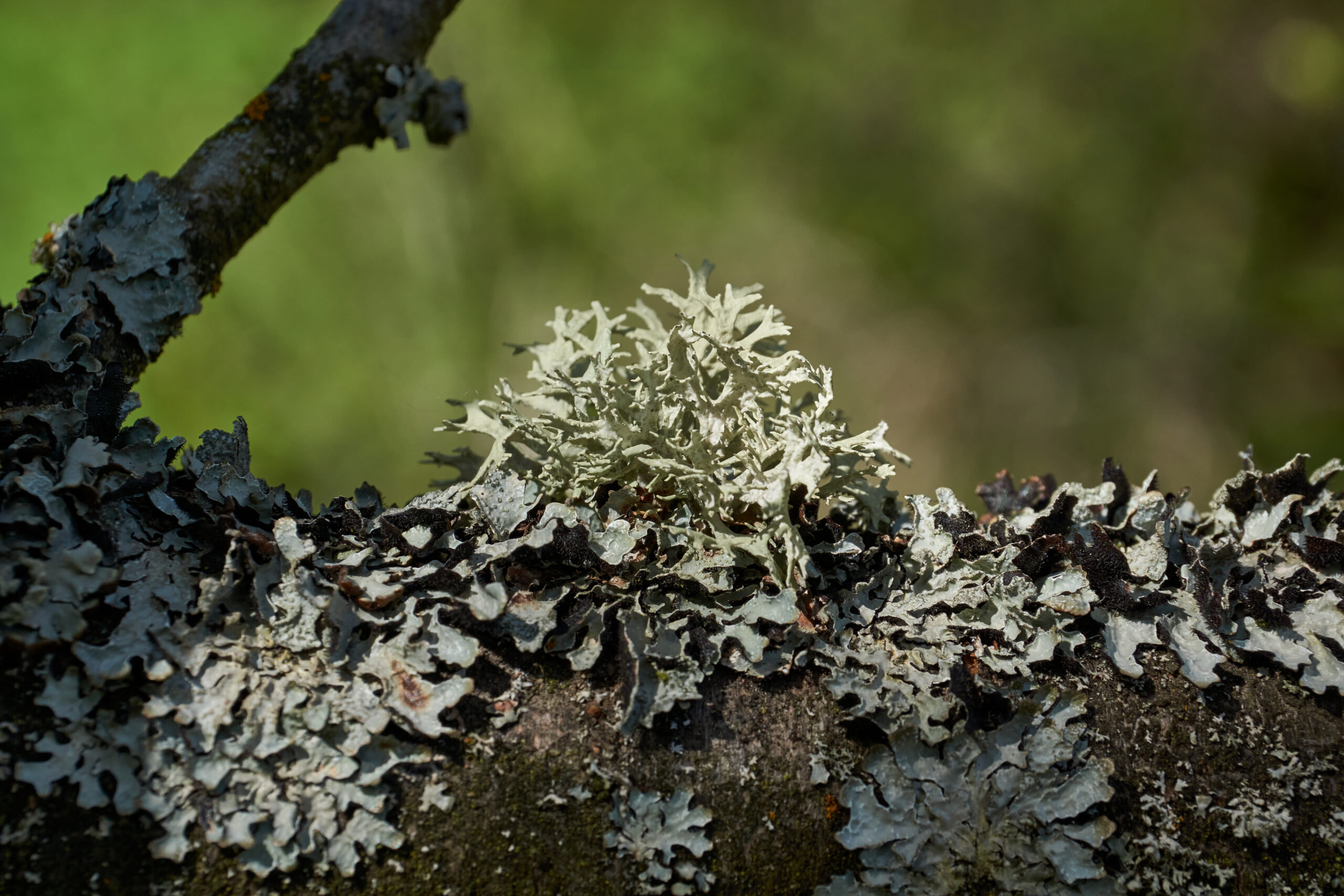 White fuzzy mold growing on dark terrarium soil with small green plants in background