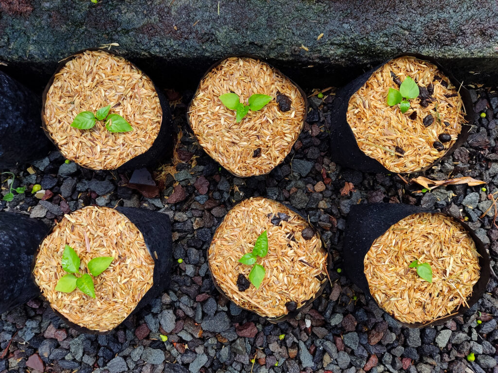 Detailed view of the layering process for a terrarium, showing decorative rocks, charcoal, and soil layers with small tools for precision planting