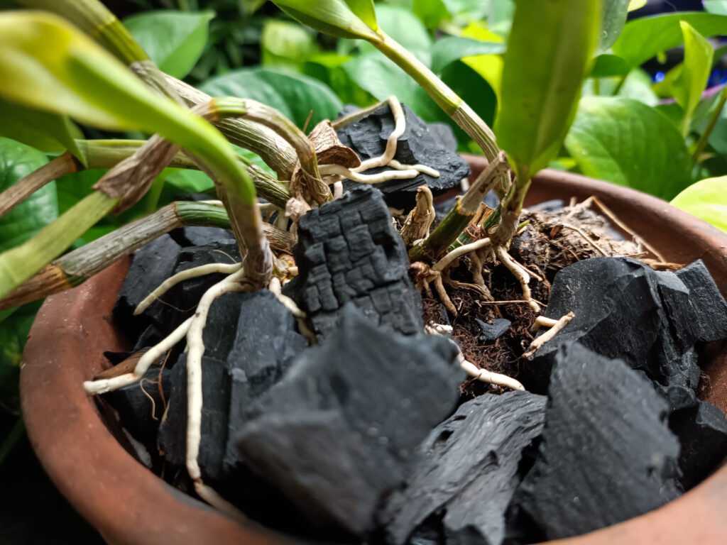 Detailed view of specialized terrarium substrate layers showing activated charcoal, specialized growth media, and mineral components with measuring tools nearby