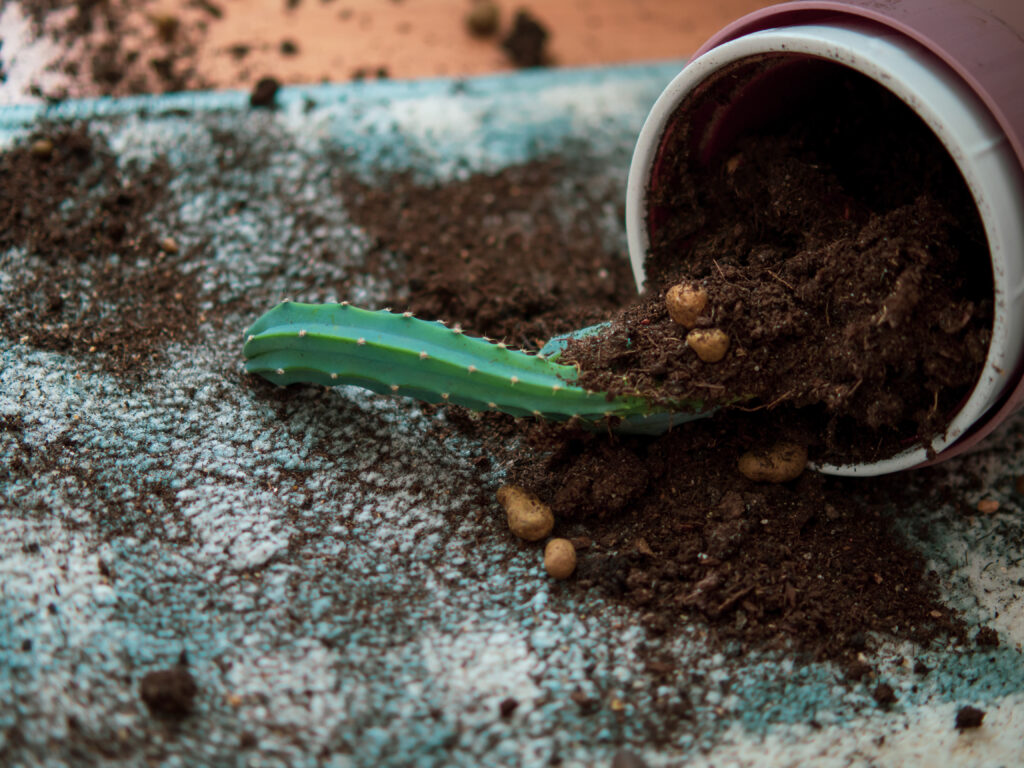 Cross-section view of arid terrarium construction showing pebble drainage layer, soil mix, and succulent root systems.