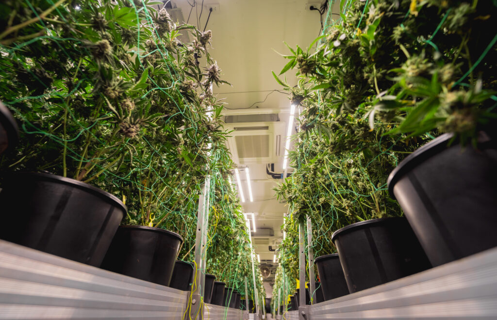 Complex glass vivarium featuring multiple plant layers, specialized lighting, and a micro-fogging system creating atmospheric mist among exotic plants