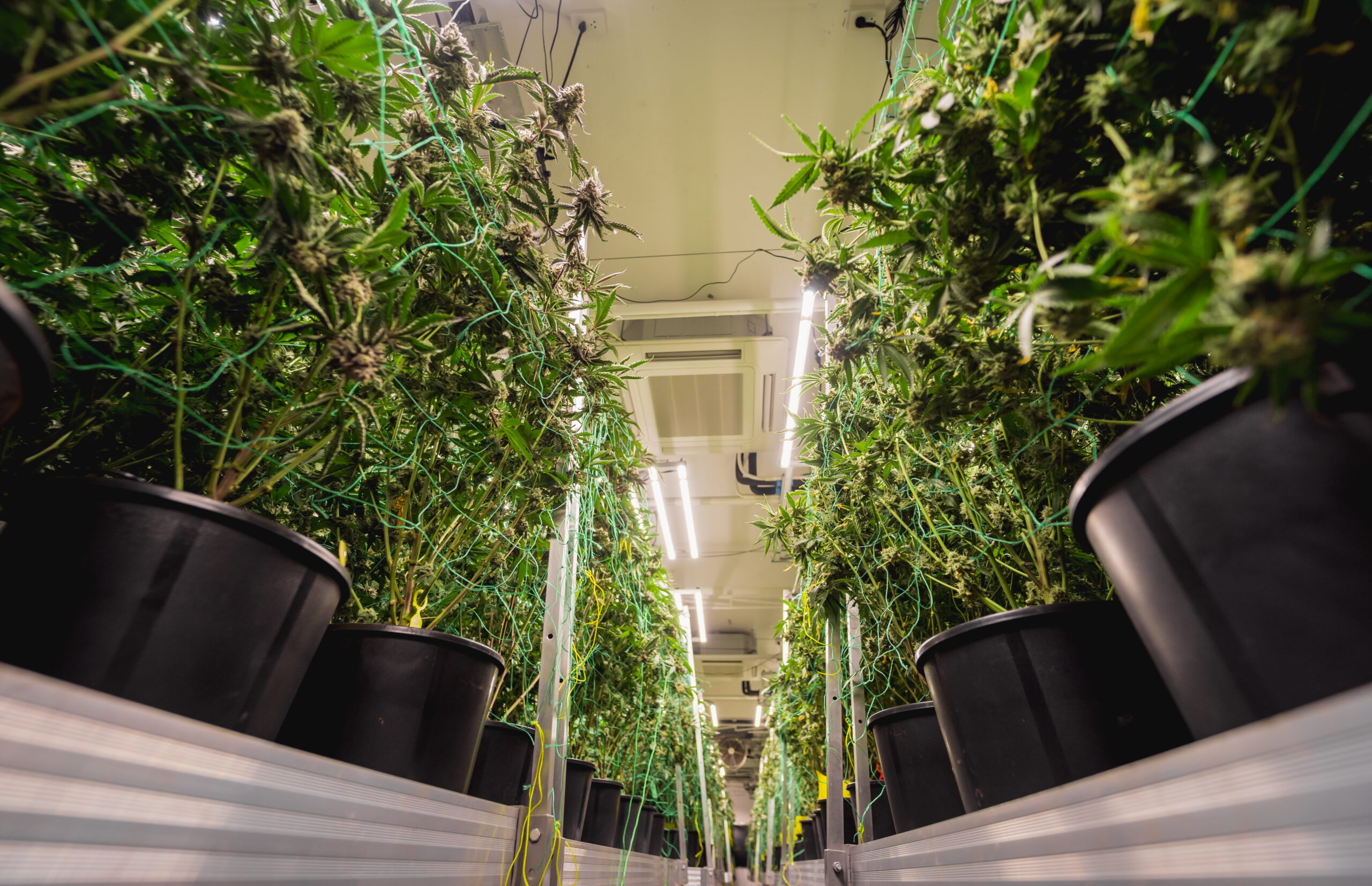 Complex glass vivarium featuring multiple plant layers, specialized lighting, and a micro-fogging system creating atmospheric mist among exotic plants