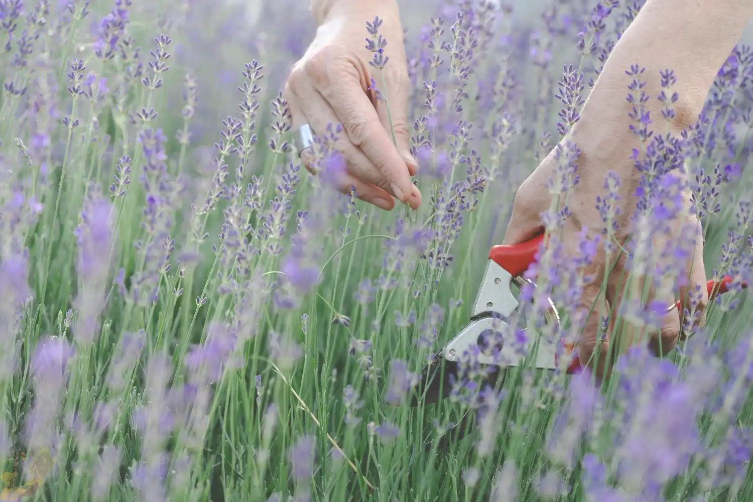 a person cutting a flower in a field