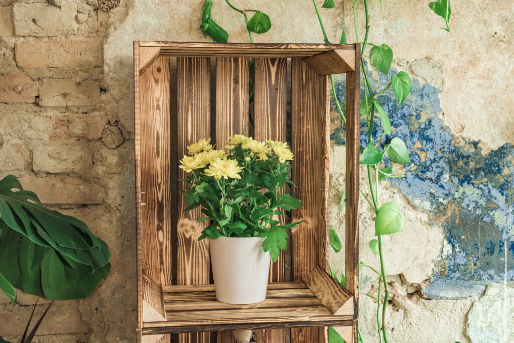 Multi-level wooden window plant shelf with various plants arranged according to light needs, showing morning sunlight casting patterns across the display