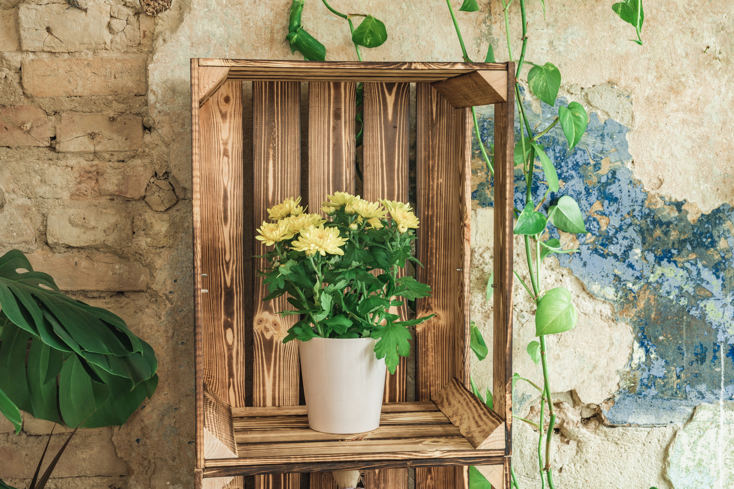 Multi-level wooden window plant shelf with various plants arranged according to light needs, showing morning sunlight casting patterns across the display