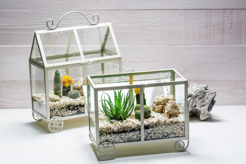 Open and closed terrariums side by side showing different plant varieties and moisture levels in each container garden.
