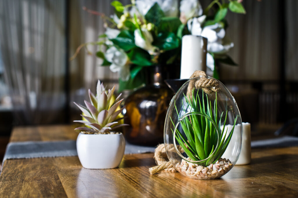 Detailed comparison of drought-tolerant succulents in open terrarium versus humidity-loving ferns in closed terrarium.