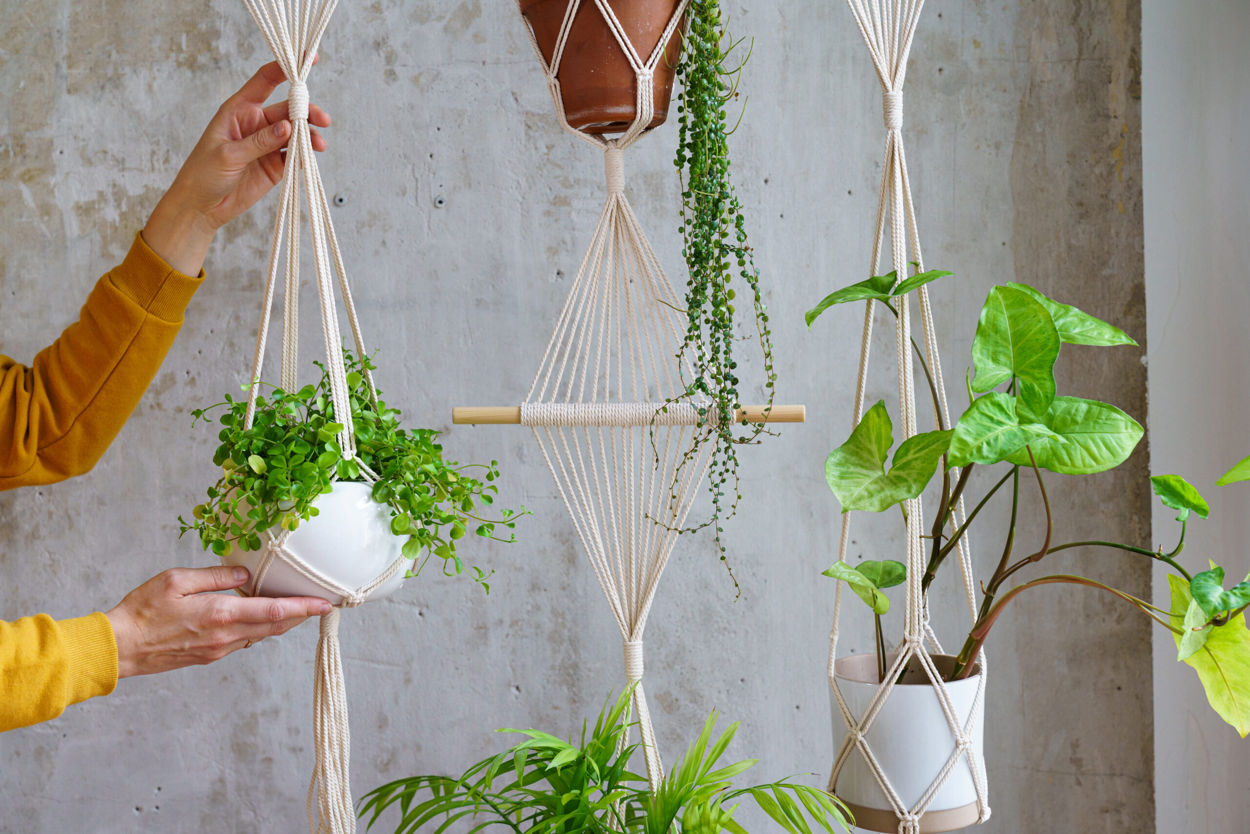 Elaborate macramé hanging shelf supporting three potted plants at different heights, suspended from ceiling beam in sunlit living area with boho decor elements