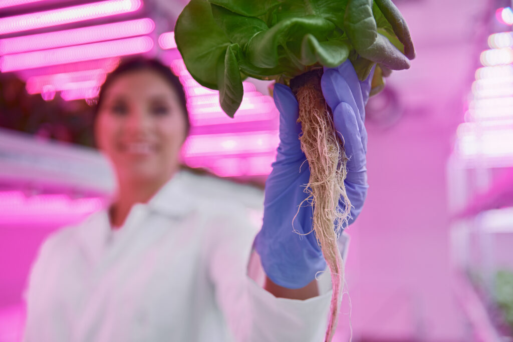 لإhe robust root system of hydroponic herbs suspended in nutrient solution.