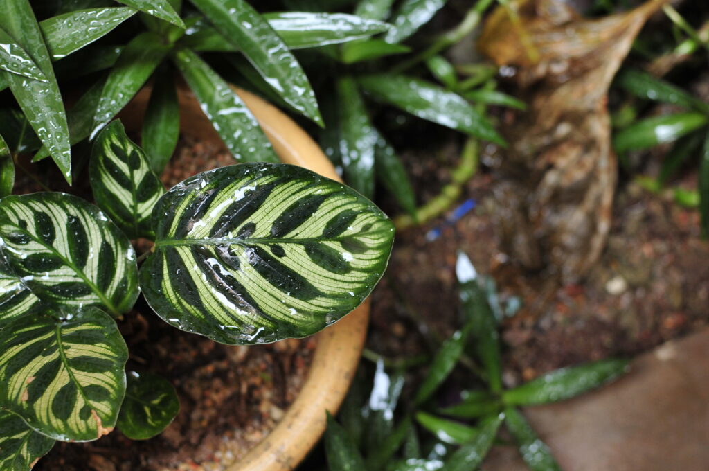 high humidity Tropical Houseplants