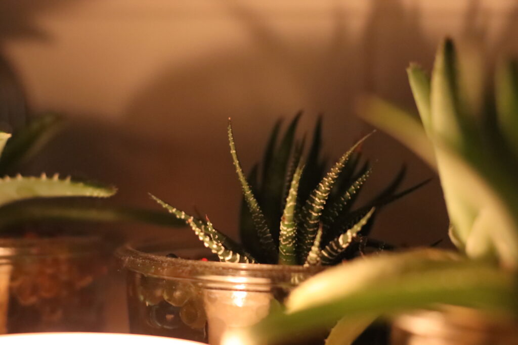  Indoor grow light used to supplement light for succulents with different sun needs.