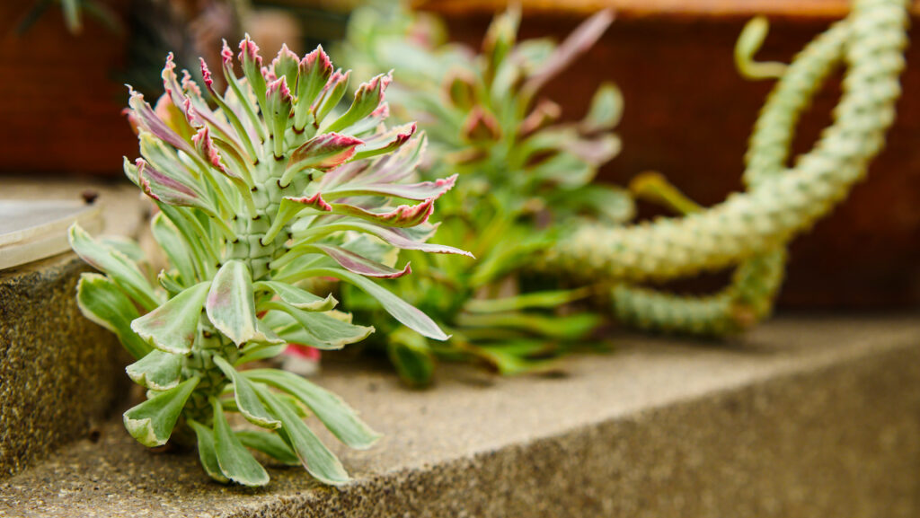 Close-up of mixed-texture succulents in a modern indoor display.