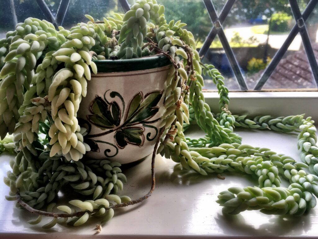 Rare variegated String of Hearts succulent dangling from a modern planter.