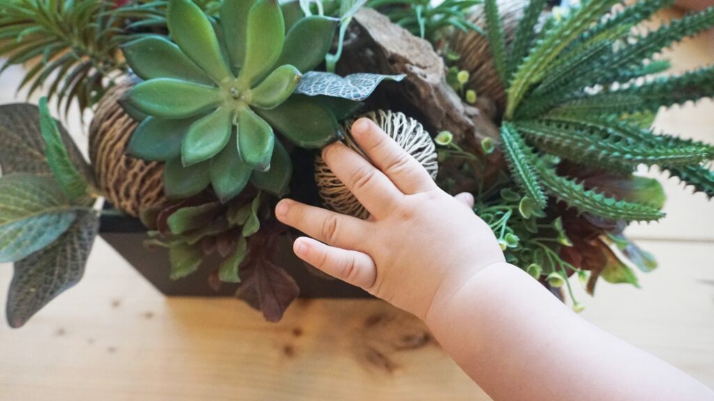 Hands securing a cactus into a vertical succulent display with sphagnum moss.