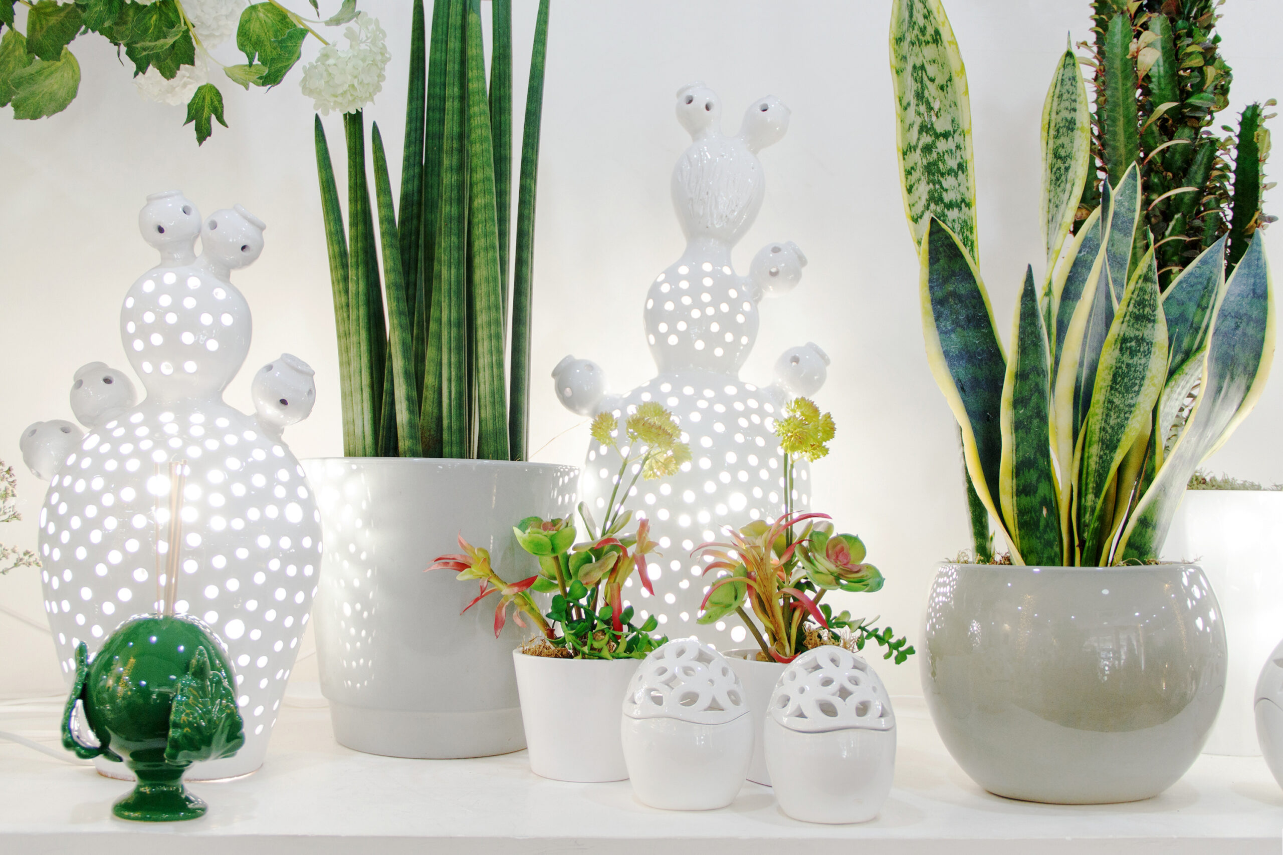Contemporary indoor cactus display with sculptural succulents of different shapes.