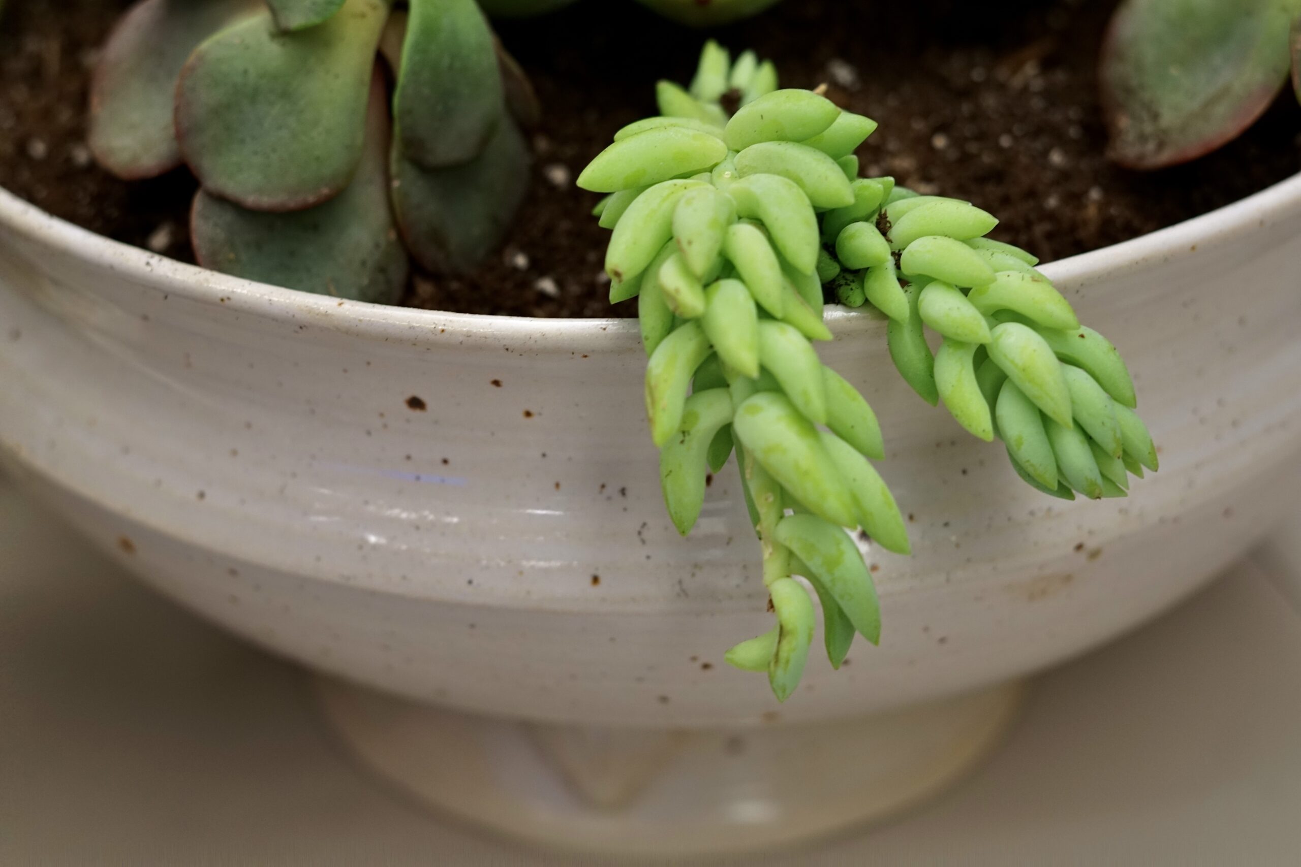 Succulent leaves on a tray with tiny roots forming, demonstrating leaf propagation.