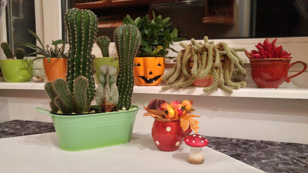 Various easy-care indoor cacti arranged on a sunny windowsill.