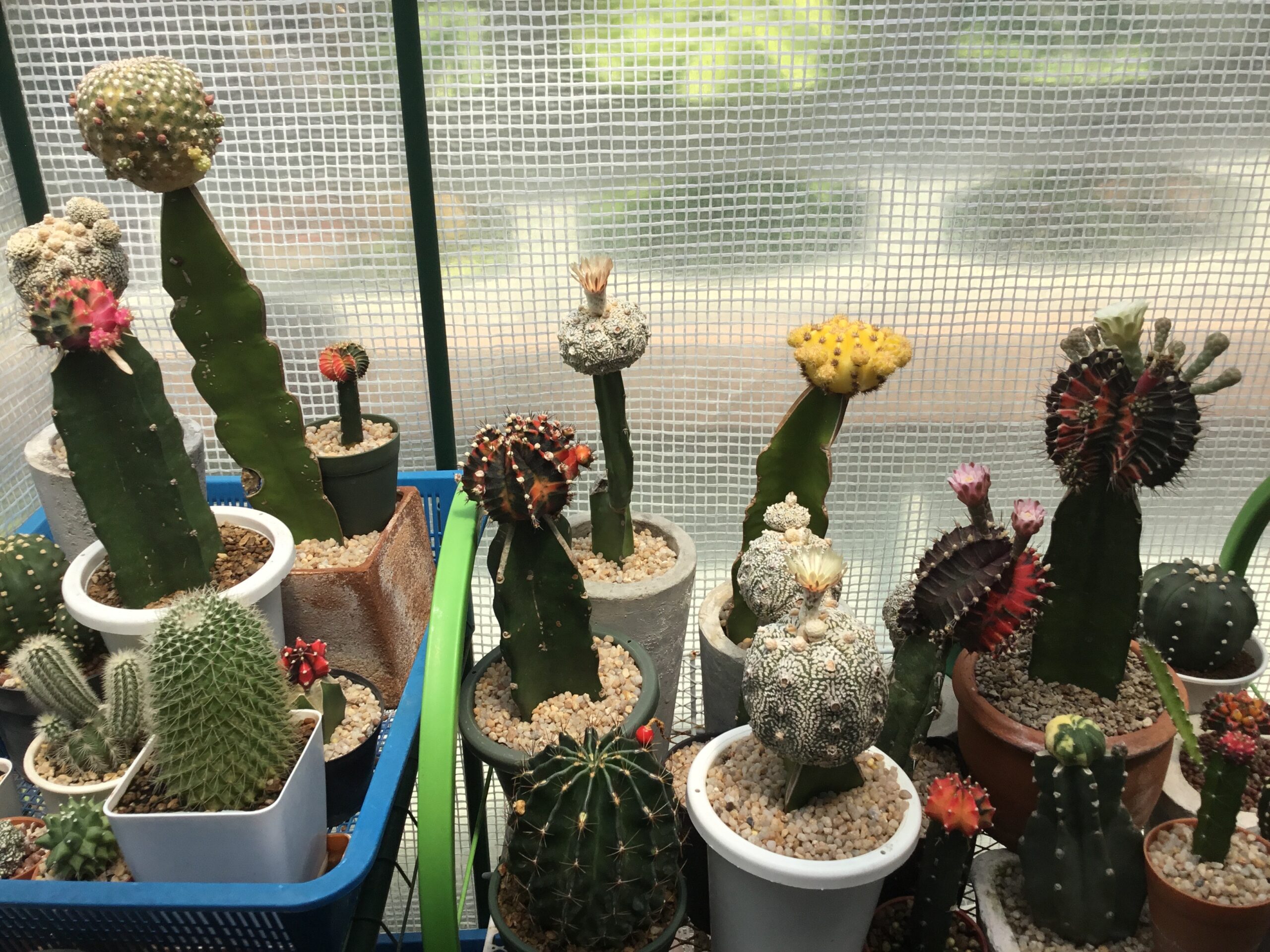 Variety of cacti showcasing different growth stages, including dormancy.