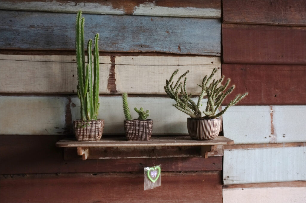Southwestern-style living room with cactus decor and desert-inspired elements.