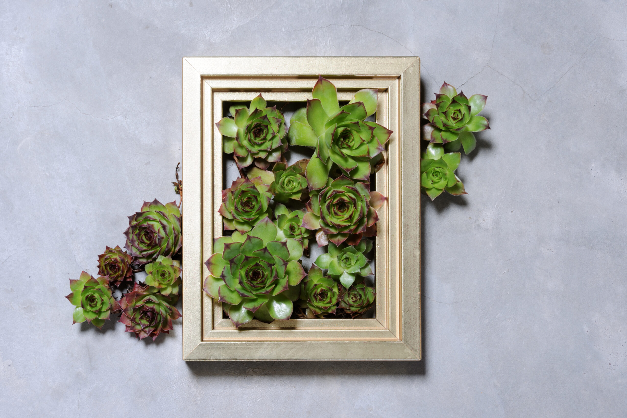 Vertical cactus garden arranged in a wall-mounted frame.
