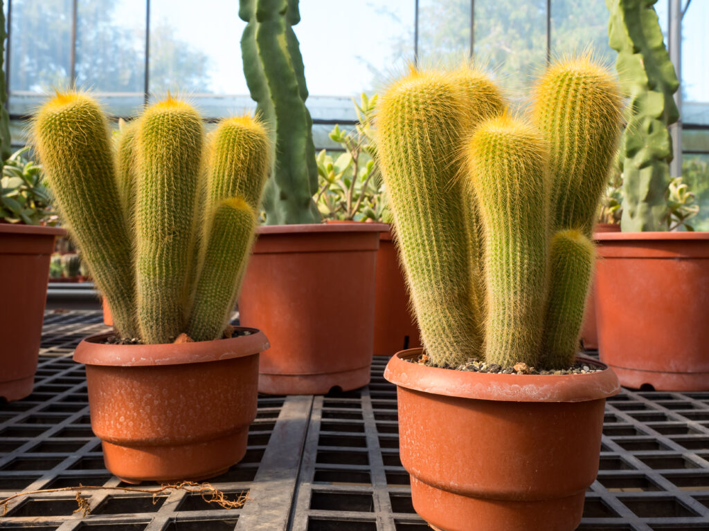 Comparison of an actively growing cactus and the same cactus during dormancy.