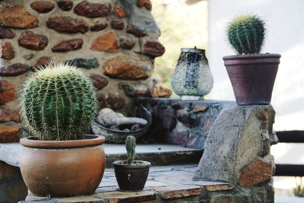  Cozy southwestern corner with a prickly pear cactus and desert-themed accessories.