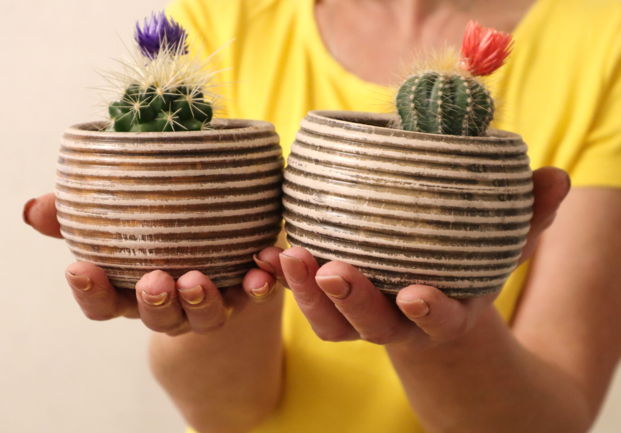 Succulents planted in both terracotta and ceramic pots to show material differences.
