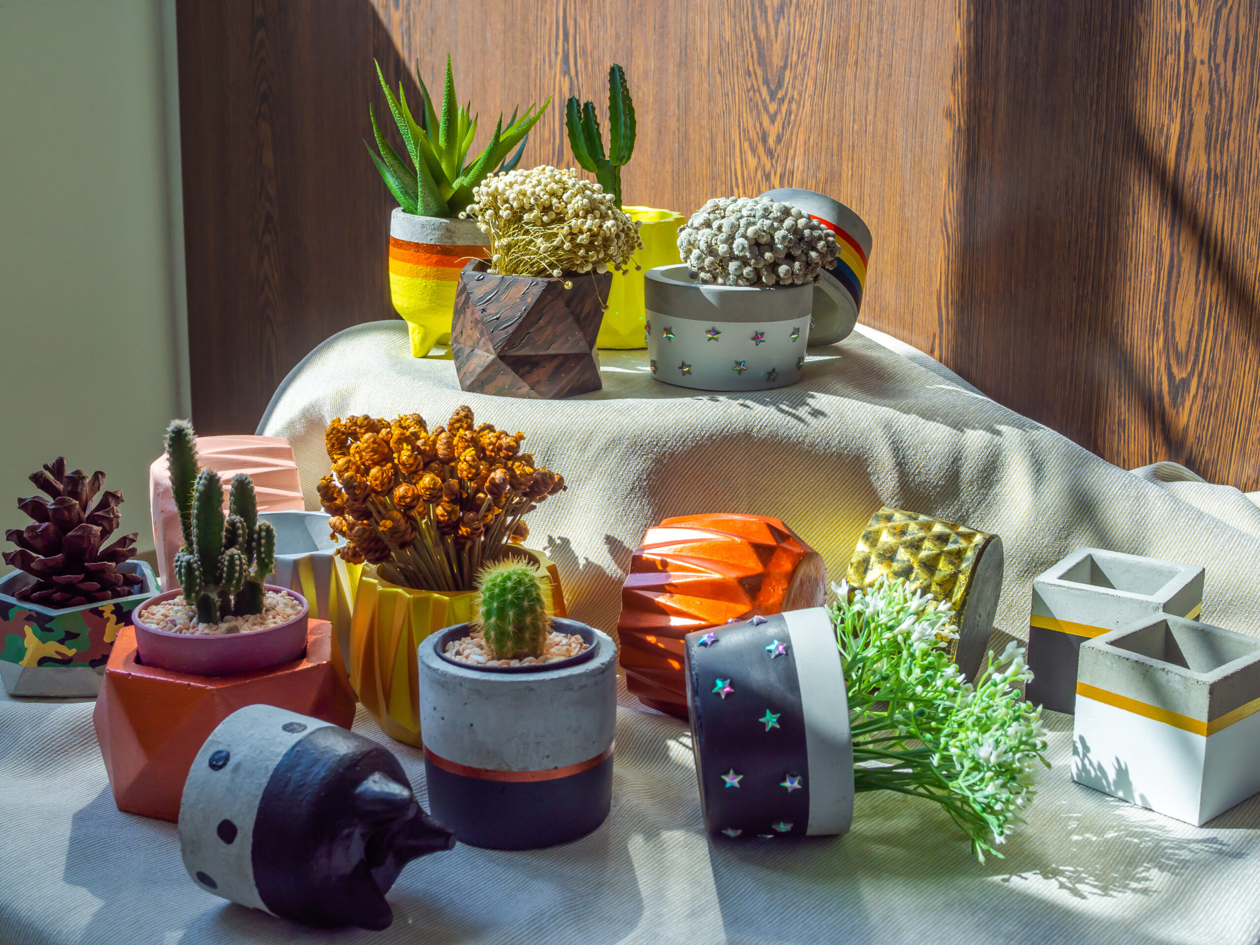 Collection of exotic succulents and cacti on display in modern ceramic pots.