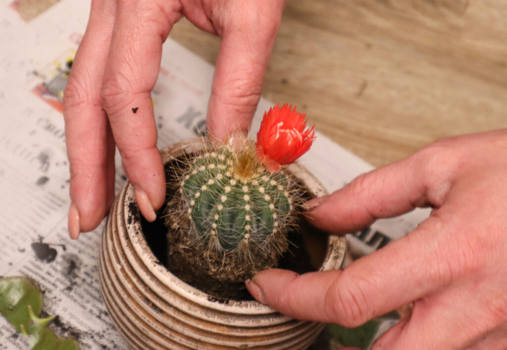 Beginner carefully watering an indoor cactus to illustrate a proper watering schedule.